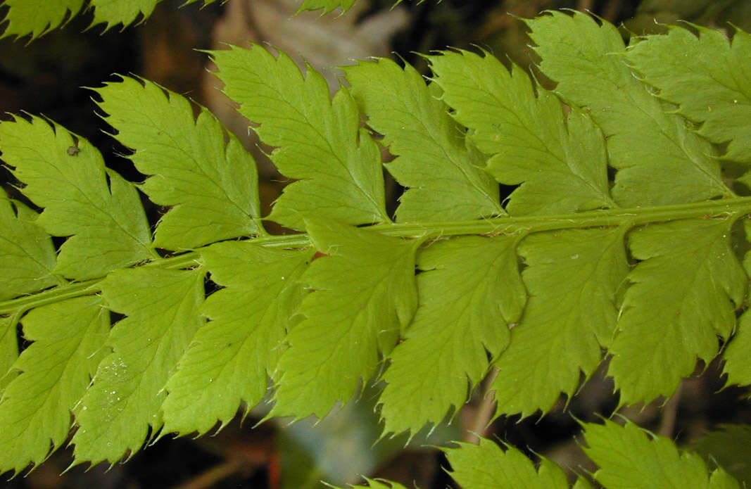 Image de polystic à soies