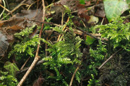 Image of common striated feather-moss