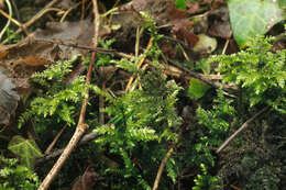 Eurhynchium striatum W. P. Schimper 1856的圖片