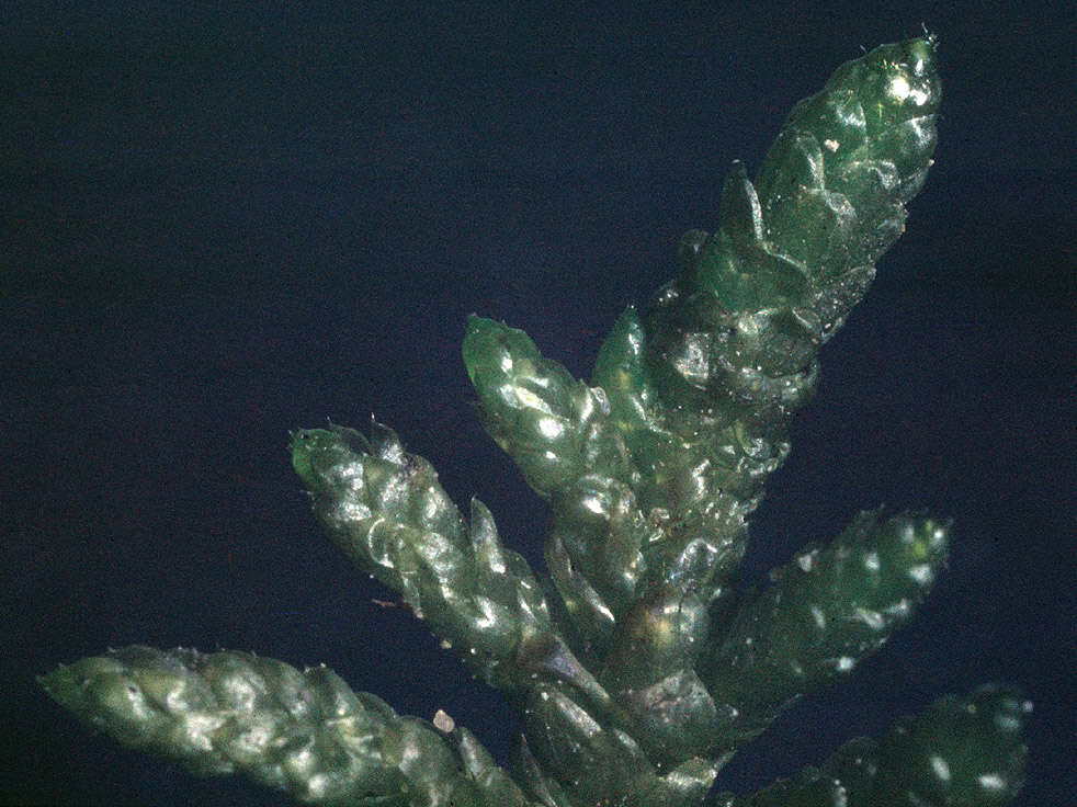 Image de Pseudoscleropodium