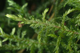 Image of big red stem moss