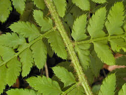 Image of Soft Shield Fern