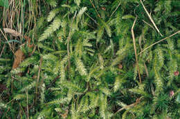 Image of Plagiotheciaceae