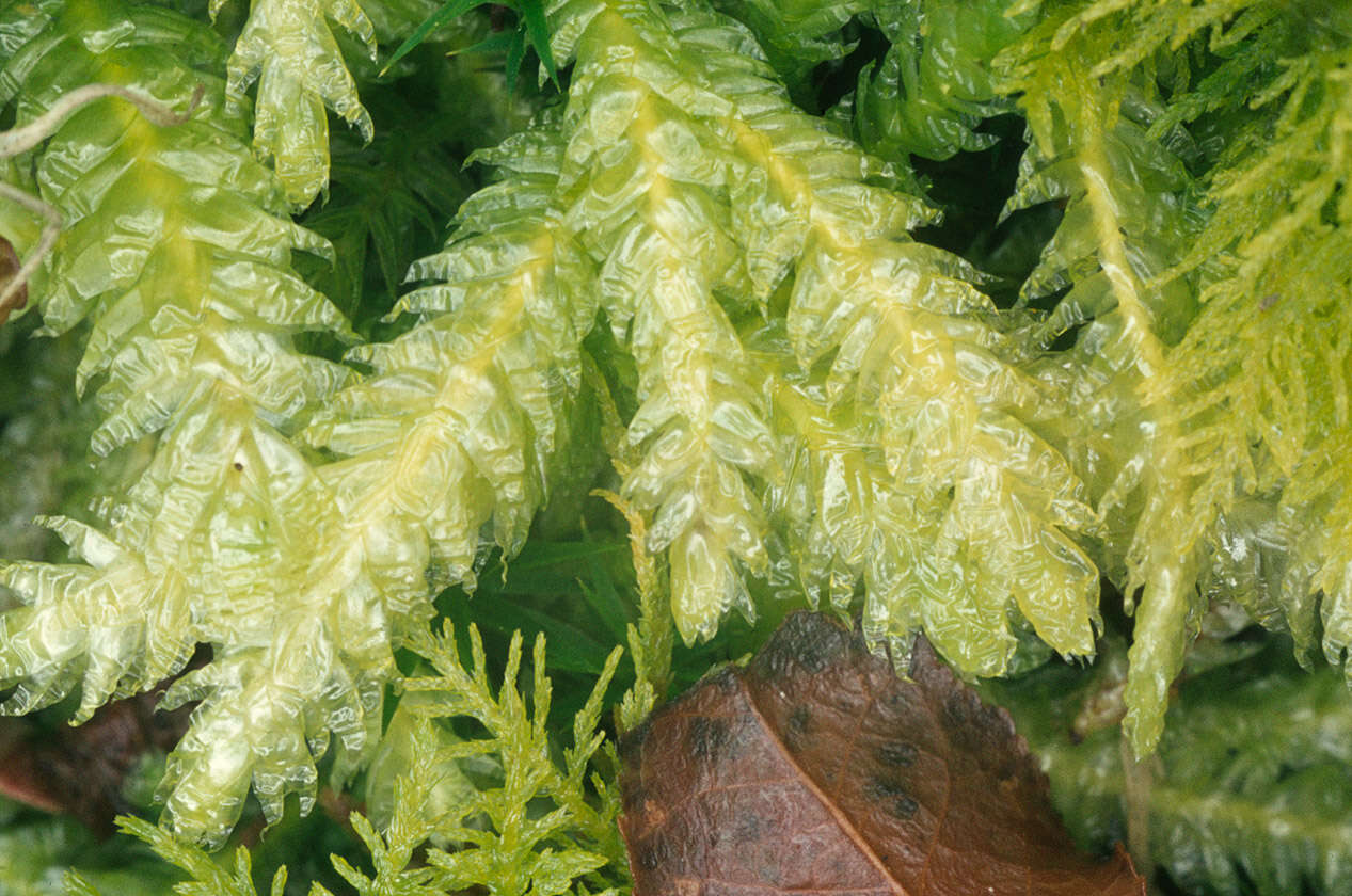 Image of Plagiotheciaceae