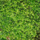 Image of hypnum moss