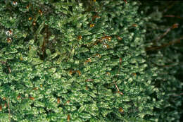 Image of hypnum moss