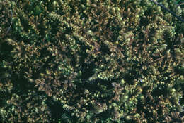 Image of ctenidium moss