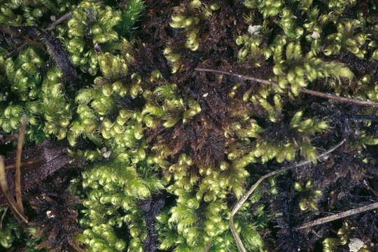 Image of ctenidium moss