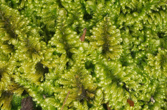 Image of ctenidium moss