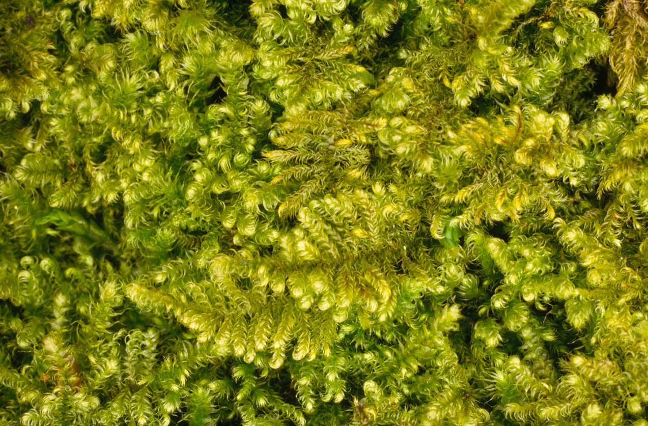 Image of ctenidium moss