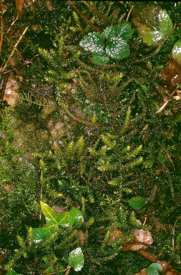 Image of goose neck moss