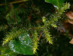 Image of goose neck moss