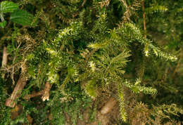 Image of goose neck moss