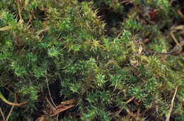 Image of square goose neck moss