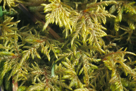 Image of hylocomium feather moss