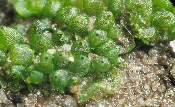 Image of Sphaerocarpaceae