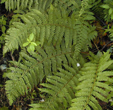 Image de polystic à soies