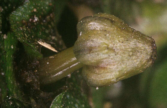 Image of Conocephalum conicum (L.) Dumort.