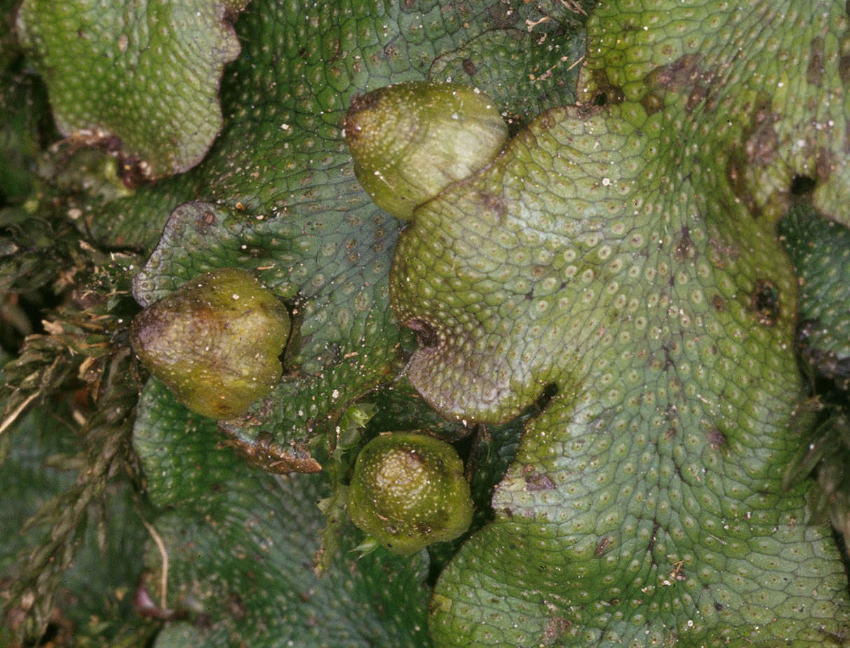 Image of Conocephalum conicum (L.) Dumort.