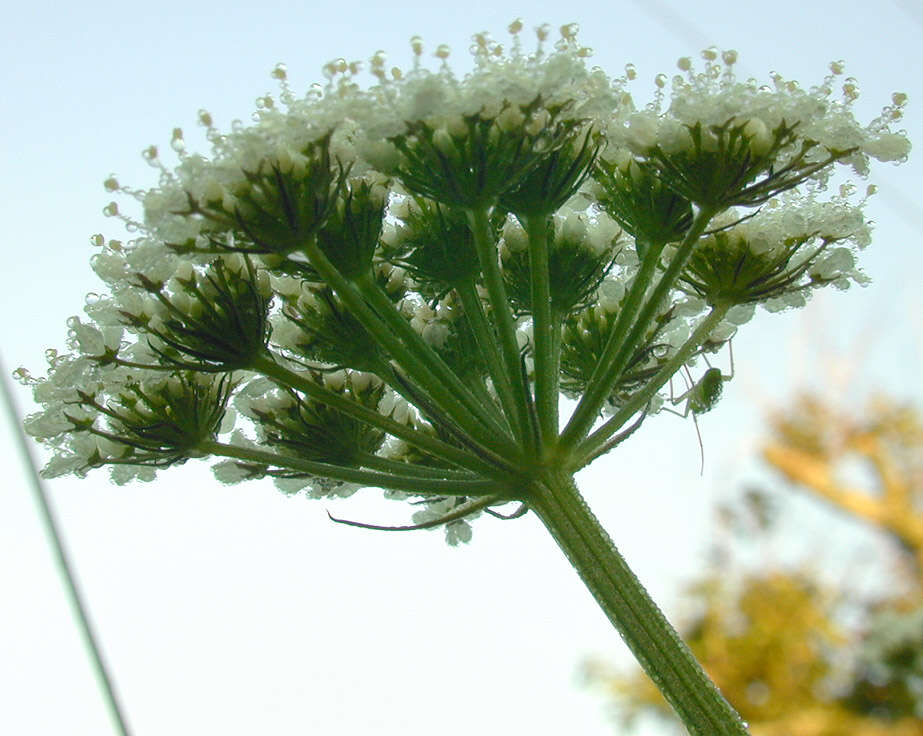 Image of corky-fruited water-dropwort