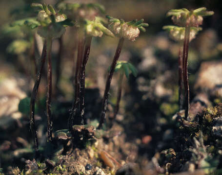 Image of common liverwort