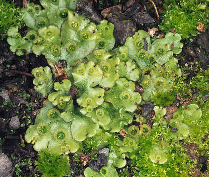 Image of Marchantia polymorpha subsp. ruderalis Bischl. & Boissel.-Dub.