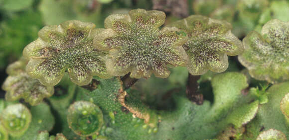 Image of Marchantia polymorpha subsp. ruderalis Bischl. & Boissel.-Dub.