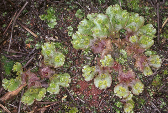 Image of Marchantia polymorpha subsp. ruderalis Bischl. & Boissel.-Dub.