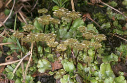Image of common liverwort