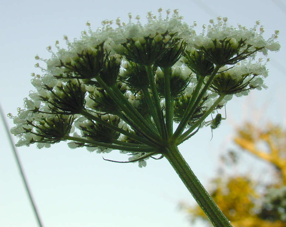 Image of corky-fruited water-dropwort