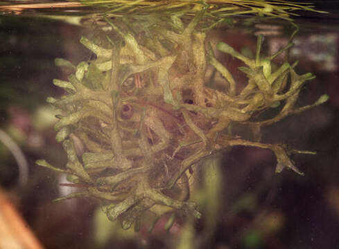 Image of Crystalwort