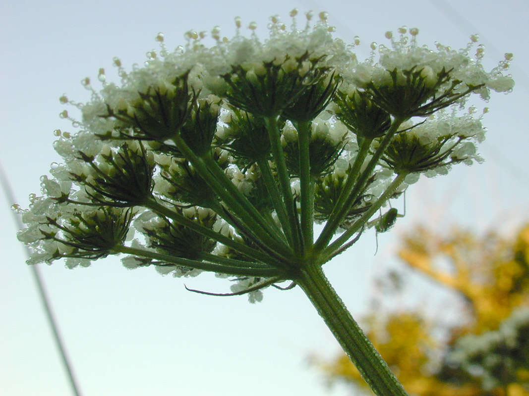 Image of corky-fruited water-dropwort