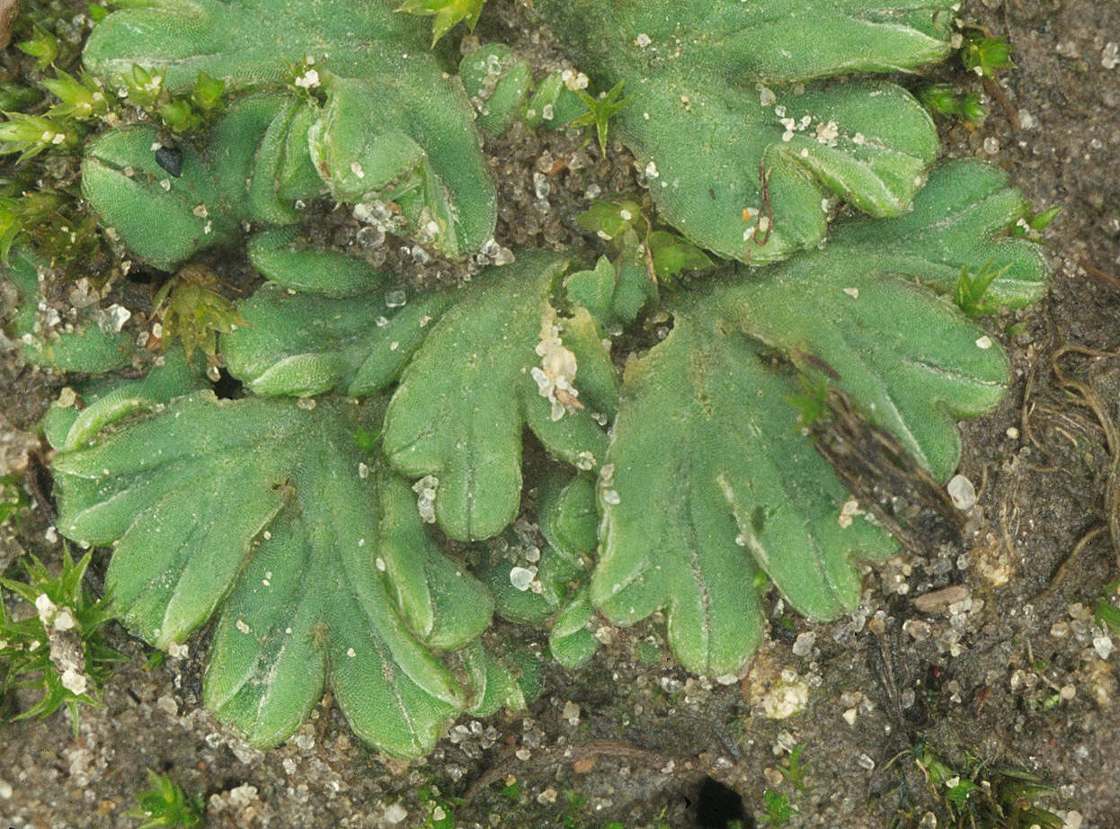 Image of common crystalwort