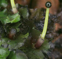 Image of overleaf pellia