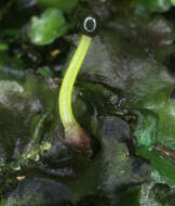 Image of Pelliidae