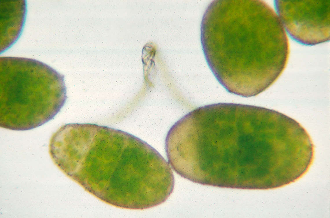 Image of overleaf pellia