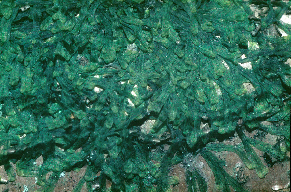 Image of Metzgeria furcata (L.) Corda