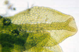 Image of Metzgeria temperata Kuwah.