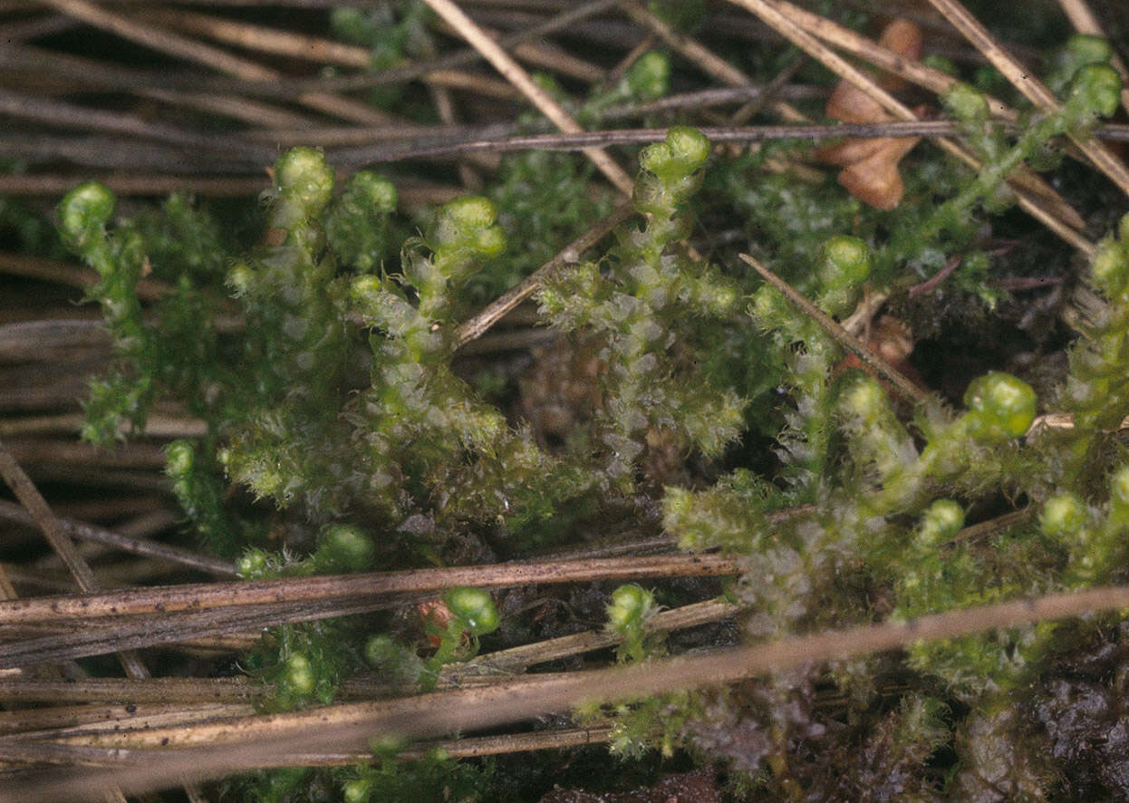 Image of Ptilidiaceae