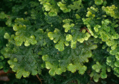 Image of Handsome Woollywort