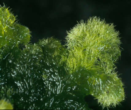 Image of Handsome Woollywort