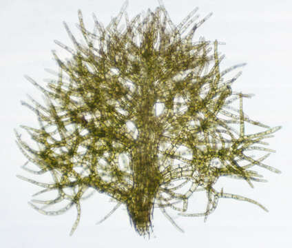 Image of Handsome Woollywort