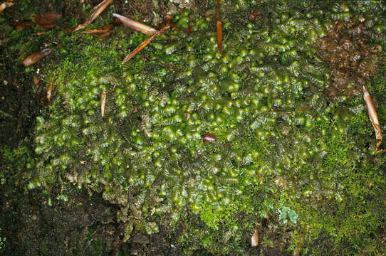 Image of greater whipwort