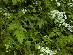 Imagem de Chaerophyllum temulum L.