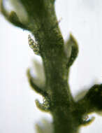 Image of Lepidoziaceae