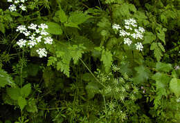 Imagem de Chaerophyllum temulum L.