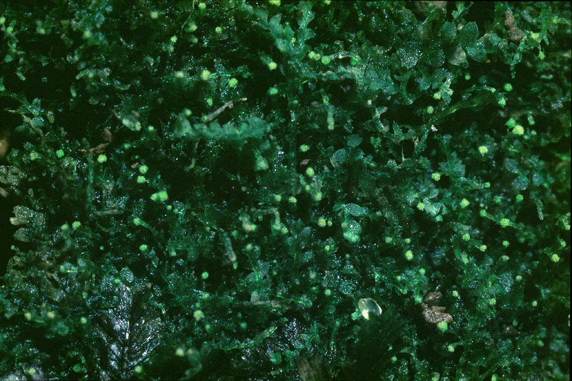 Image of Calypogeiaceae