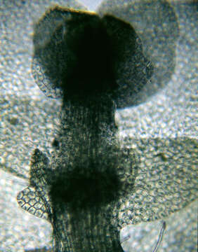 Image of Common Pouchwort