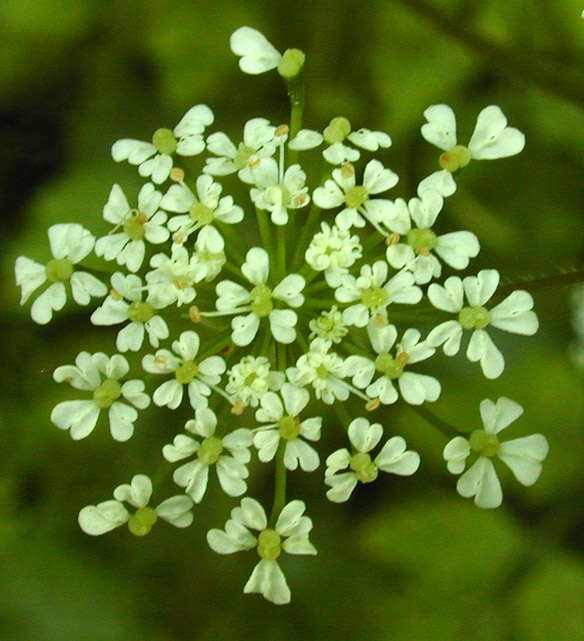 Imagem de Chaerophyllum temulum L.