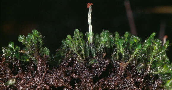 Image of Gymnocolea inflata subsp. inflata (Huds.) Dumort.